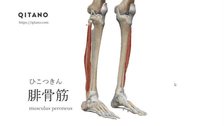 腓骨筋（ひこつきん）ストレッチ方法・起始停止・働き