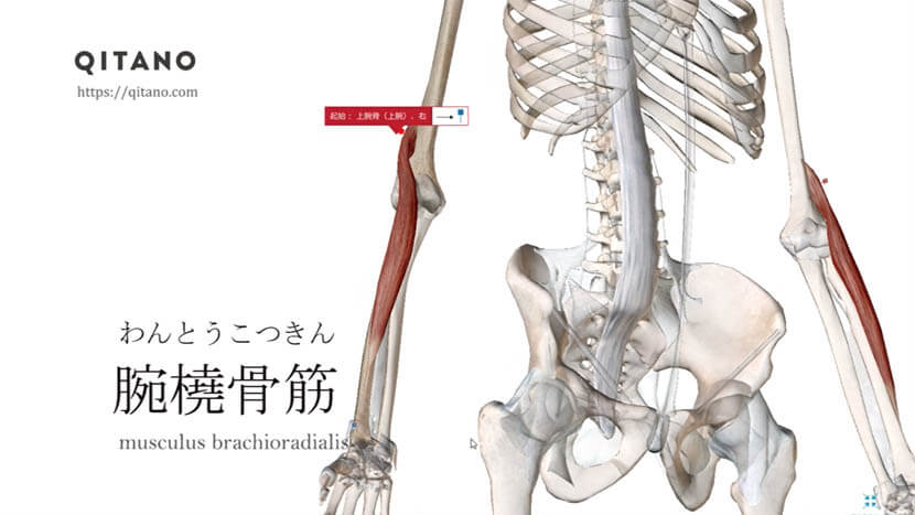 腕橈骨筋（わんとうこつきん）ストレッチ方法・起始停止・働き