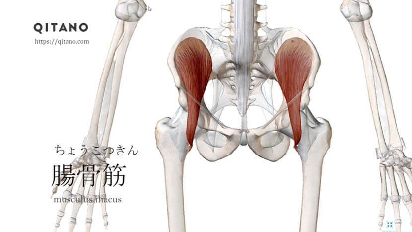 腸骨筋（ちょうこつきん）ストレッチ方法・起始停止・働き｜腸腰筋