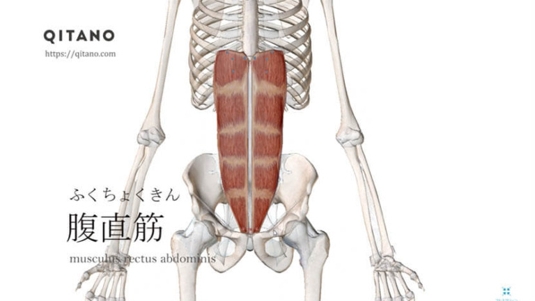 腹直筋（ふくちょくきん）ストレッチ方法・起始停止・働き
