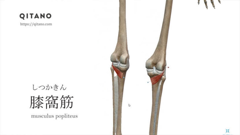 膝窩筋（しつかきん）ストレッチ方法・起始停止・働き