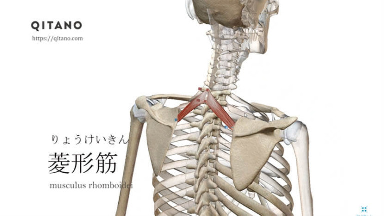 菱形筋（りょうけいきん）ストレッチ方法・起始停止・働き