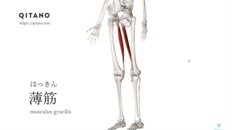 薄筋（はっきん）ストレッチ方法・起始停止・働き