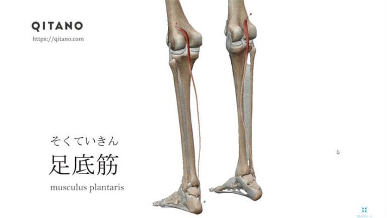 足底筋（そくていきん）ストレッチ方法・起始停止・働き