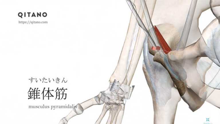 錐体筋（すいたいきん）ストレッチ方法・起始停止・働き