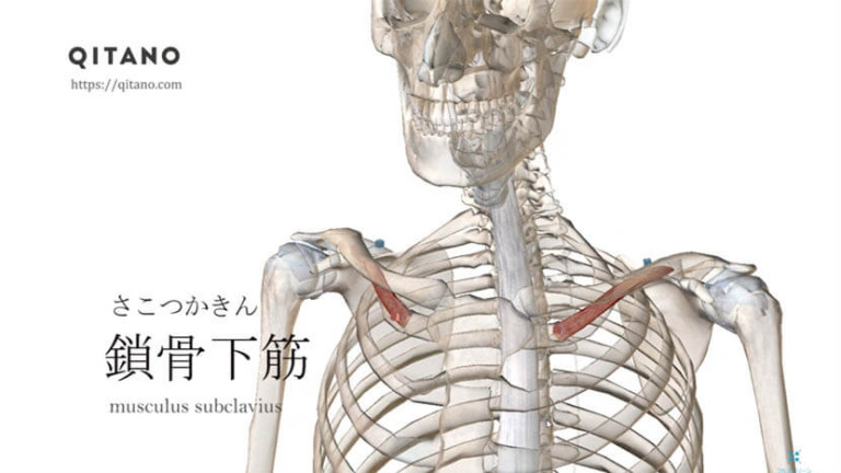 鎖骨下筋（さこつかきん）ストレッチ方法・起始停止・働き