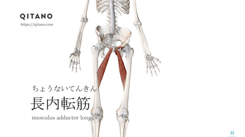 長内転筋（ちょうないてんきん）ストレッチ方法・起始停止・働き