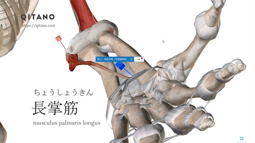 長掌筋（ちょうしょうきん）ストレッチ方法・起始停止・働き