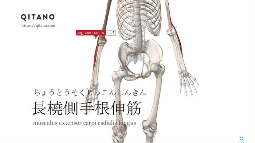 長橈側手根伸筋（ちょうとうそくしゅこんしんきん）ストレッチ方法・起始停止・働き