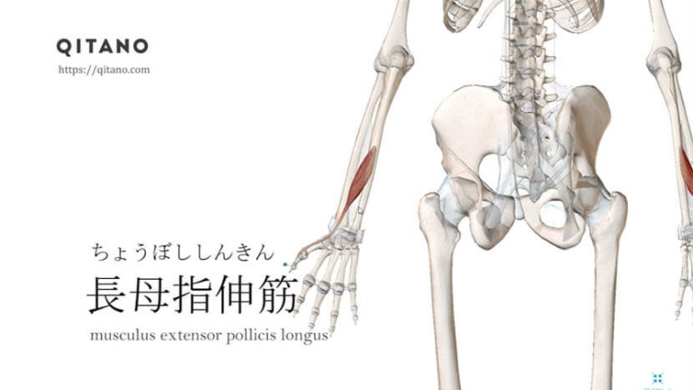 長母指伸筋（ちょうぼししんきん）ストレッチ方法・起始停止・働き
