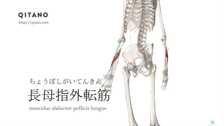 長母指外転筋（ちょうぼしがいてんきん）ストレッチ方法・起始停止・働き