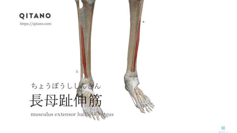 長母趾伸筋（ちょうぼししんきん）ストレッチ方法・起始停止・働き