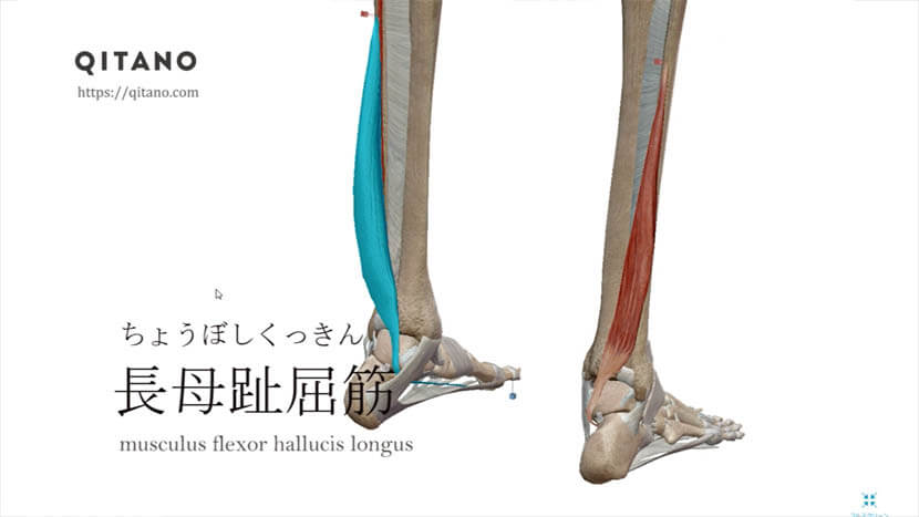 長母趾屈筋（ちょうぼしくっきん）ストレッチ方法・起始停止・働き