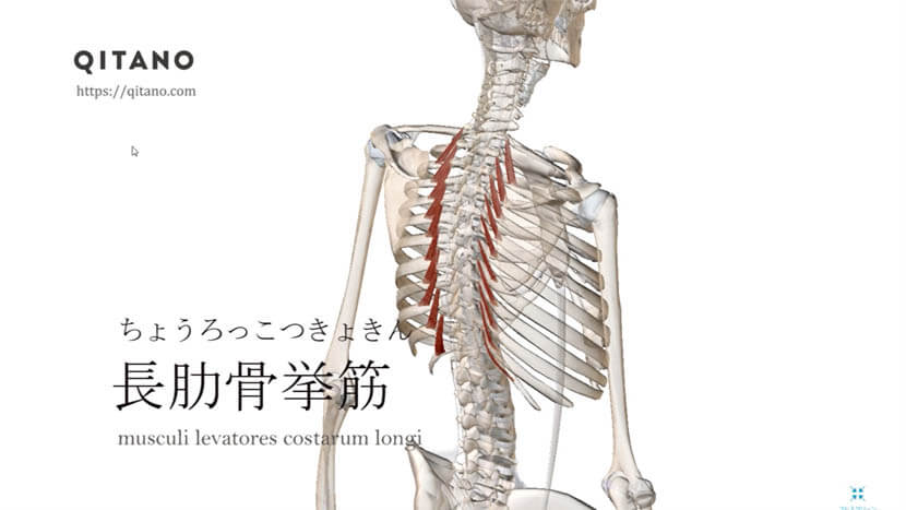 長肋骨挙筋（ちょうろっこつきょきん）ストレッチ方法・起始停止・働き
