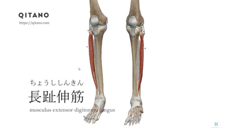 長趾伸筋（ちょうししんきん）ストレッチ方法・起始停止・働き