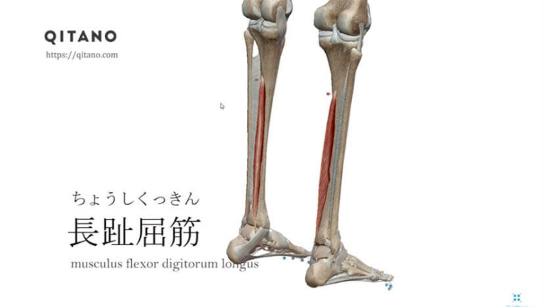 長趾屈筋（ちょうしくっきん）ストレッチ方法・起始停止・働き
