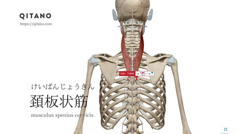 頚板状筋（けいばんじょうきん）ストレッチ方法・起始停止・働き