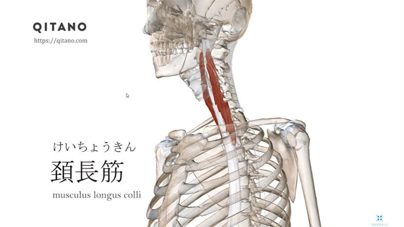 頚長筋（けいちょうきん）ストレッチ方法・起始停止・働き