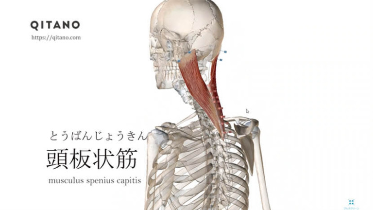 頭板状筋（とうばんじょうきん）ストレッチ方法・起始停止・働き