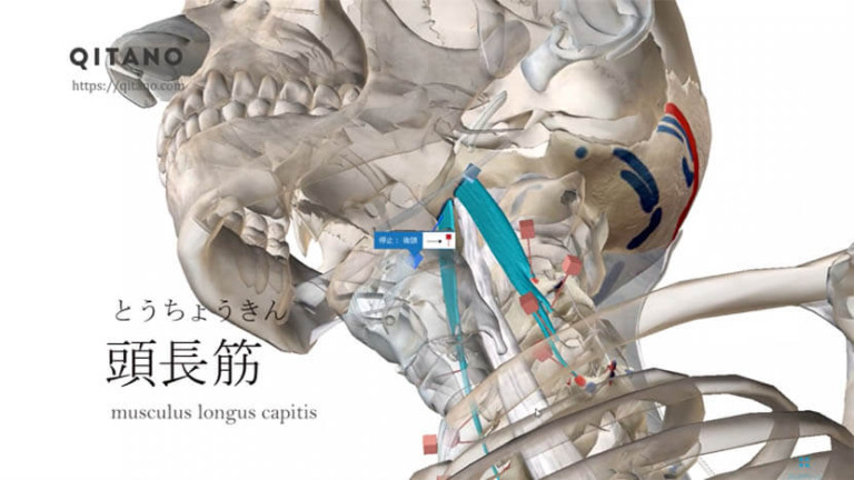 頭長筋（とうちょうきん）ストレッチ方法・起始停止・働き