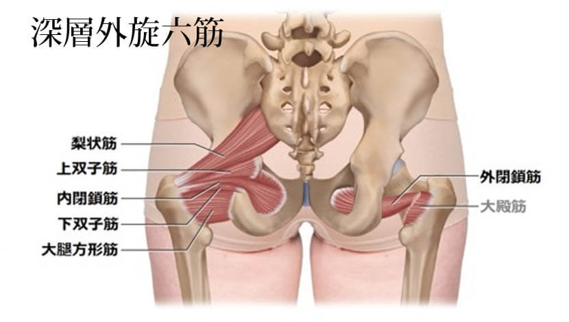 深層外旋六筋