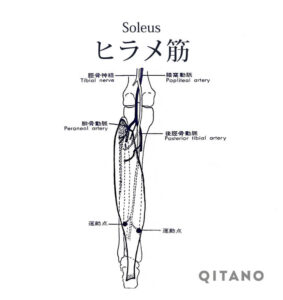 ヒラメ筋（ひらめきん）機能解剖学図・起始停止・働き