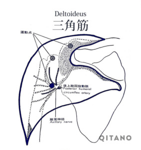 三角筋（さんかくきん）機能解剖学図・起始停止・働き｜前部・中部・後部