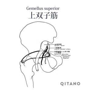 上双子筋（じょうそうしきん）機能解剖学図・起始停止・働き