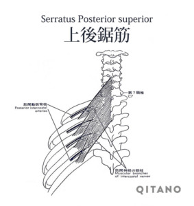 上後鋸筋（じょうこうきょきん）機能解剖学図・起始停止・働き