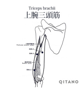 上腕三頭筋（じょうわんさんとうきん）機能解剖学図・起始停止・働き