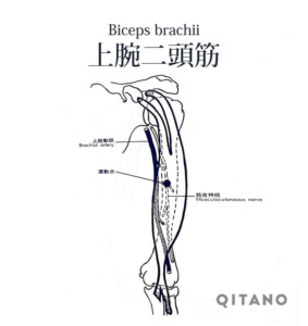 上腕二頭筋（じょうわんにとうきん）機能解剖学図・起始停止・働き
