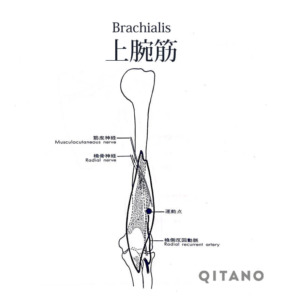 上腕筋（じょうわんきん）機能解剖学図・起始停止・働き