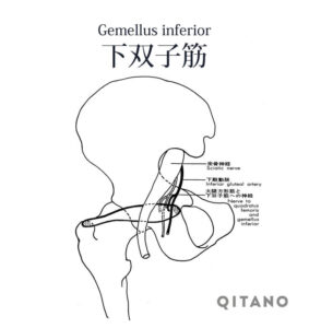 下双子筋（かそうしきん）機能解剖学図・起始停止・働き