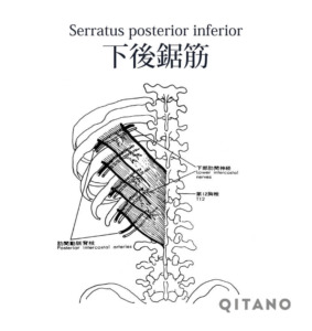 下後鋸筋（かこうきょきん）機能解剖学図・起始停止・働き