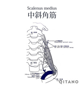 中斜角筋（ちゅうしゃかくきん）機能解剖学図・起始停止・働き
