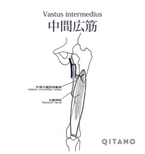 大腿四頭筋 だいたいしとうきん ストレッチ方法 起始停止 働き Qitano キタノ カラダづくりラボ