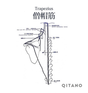 僧帽筋（そうぼうきん）機能解剖学図・起始停止・働き