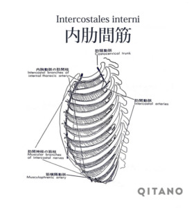 内肋間筋 ないろっかんきん ストレッチ方法 起始停止 働き Qitano キタノ カラダづくりラボ
