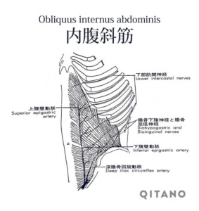 内腹斜筋（ないふくしゃきん）機能解剖学図・起始停止・働き
