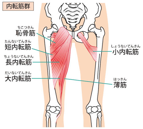 内転筋群図