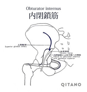 内閉鎖筋（ないへいさきん）機能解剖学図・起始停止・働き