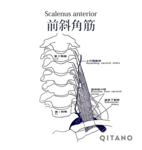 前斜角筋（ぜんしゃかくきん）機能解剖学図・起始停止・働き