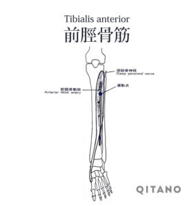 前脛骨筋（ぜんけいこつきん）機能解剖学図・起始停止・働き