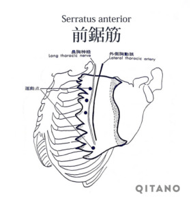 前鋸筋（ぜんきょきん）機能解剖学図・起始停止・働き