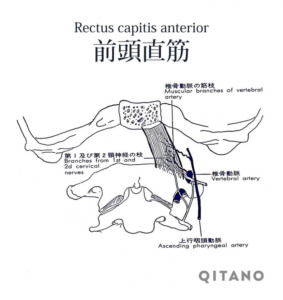 前頭直筋（ぜんとうちょくきん）機能解剖学図・起始停止・働き