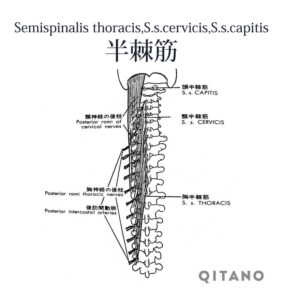 半棘筋（はんきょくきん）機能解剖学図・起始停止・働き