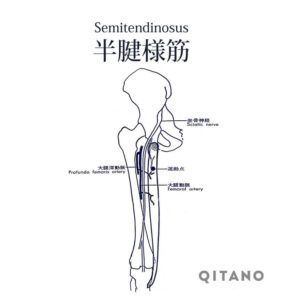 半腱様筋（はんけんようきん）ハムストリングス機能解剖学図・起始停止・働き