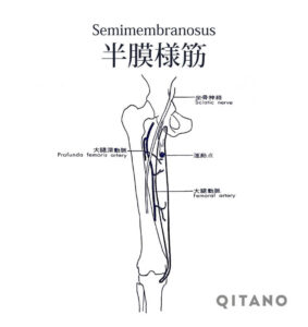 半膜様筋（はんまくようきん）ハムストリングス機能解剖学図・起始停止・働き