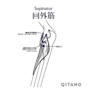 回外筋（かいがいきん）機能解剖学図・起始停止・働き