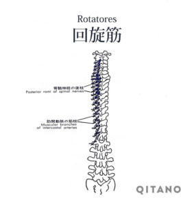 回旋筋（かいせんきん）機能解剖学図・起始停止・働き